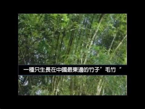 買房風水重要嗎 竹子生長週期